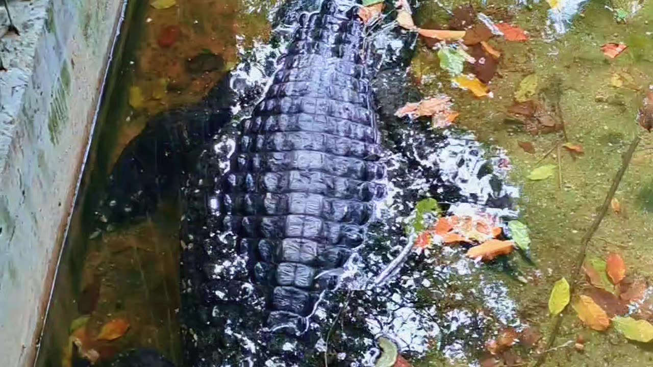 Black caiman