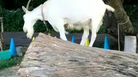 かわいい山羊さんの芽衣ちゃんの映像