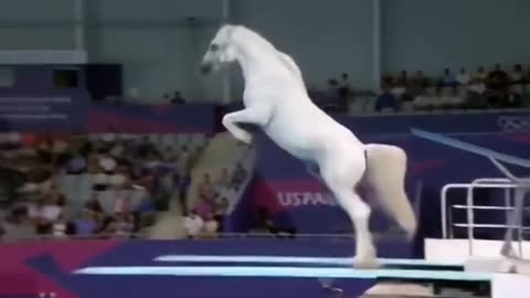 Animals at the Olympics in Jumping 🏊‍♂️🐾