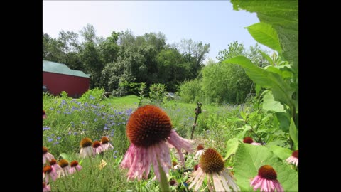 Connecting With Earth Echinacea July 2024