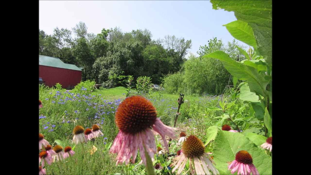 Connecting With Earth Echinacea July 2024