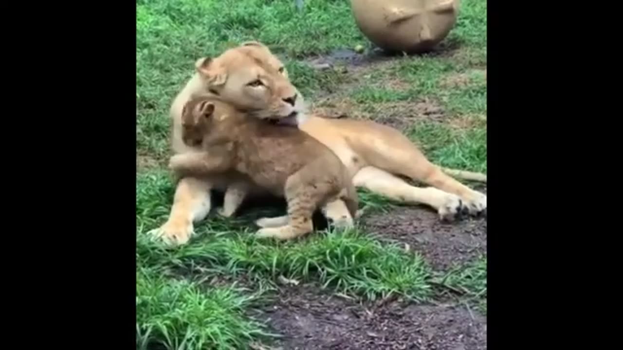 Funny lion