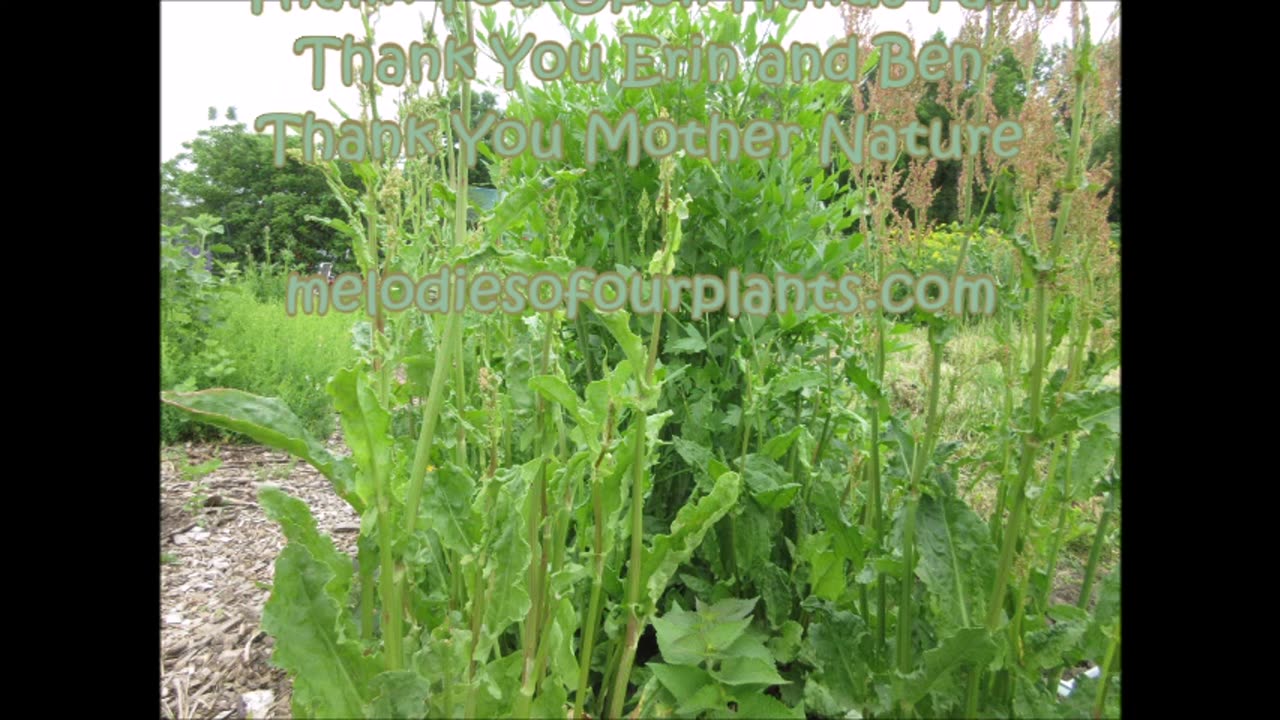 Rosette Leaves Teasel June 2022