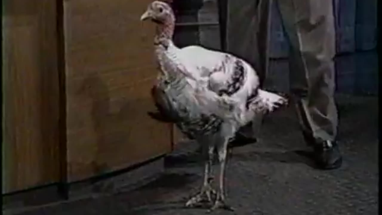 November 25, 1993 - Jay Leno Thanksgiving Promo