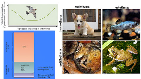 Animal Form and Function: Principles, Thermoregulation, and Energy Consumption