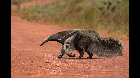 Discover the Unique Anteater Species!