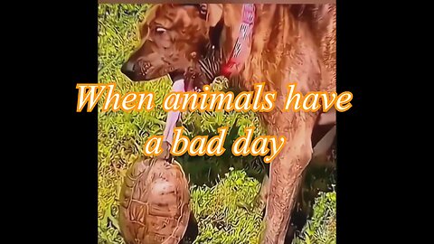 when animals have a bad day