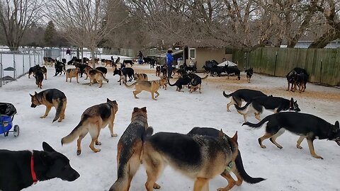 Whirlwind of Joy: 100 German Shepherds Uniting in Playful Harmony"