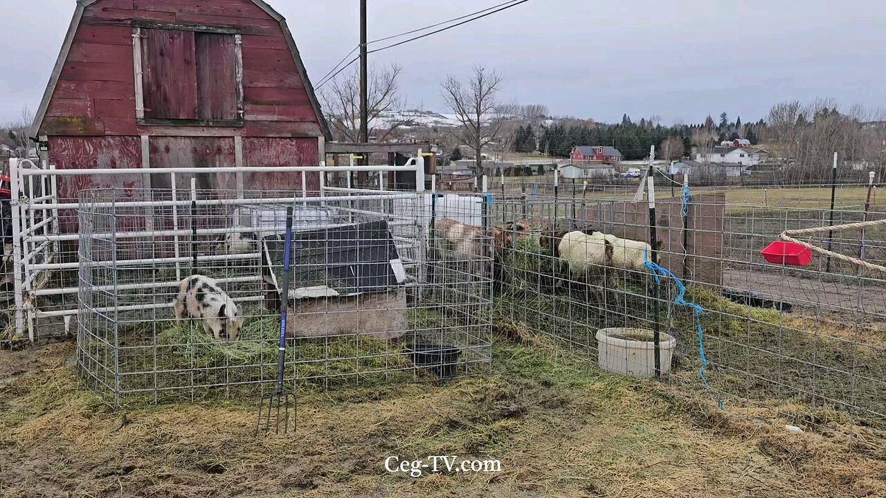 Graham Family Farm: 10:00 AM January 9th 2025