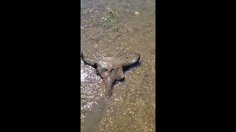 Finding an old bison skull partially buried in some river debris