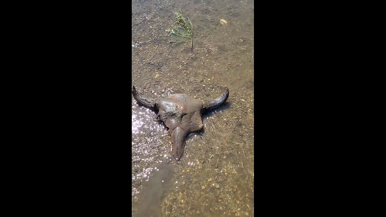 Finding an old bison skull partially buried in some river debris