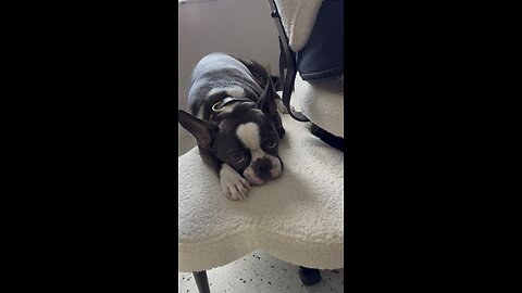 Hercules Loves Everyone & Everything!