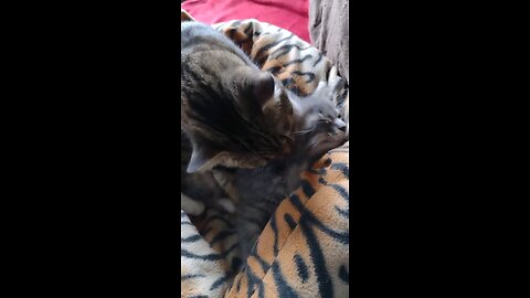 Shanti cleaning Smokey the kitten, after we adopted him