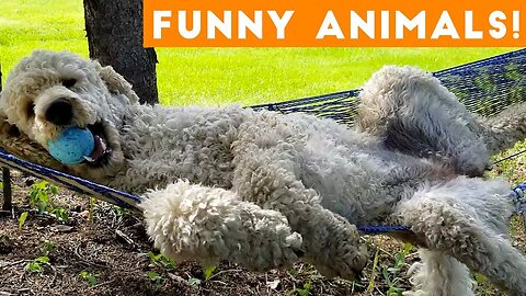 Animals Are So Funny You Will Die Laughing 😂