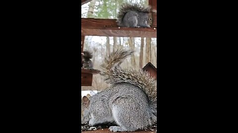 eastern Gray Squirrel