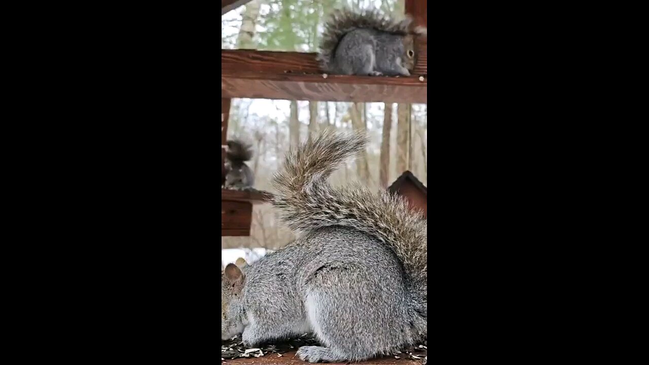 eastern Gray Squirrel