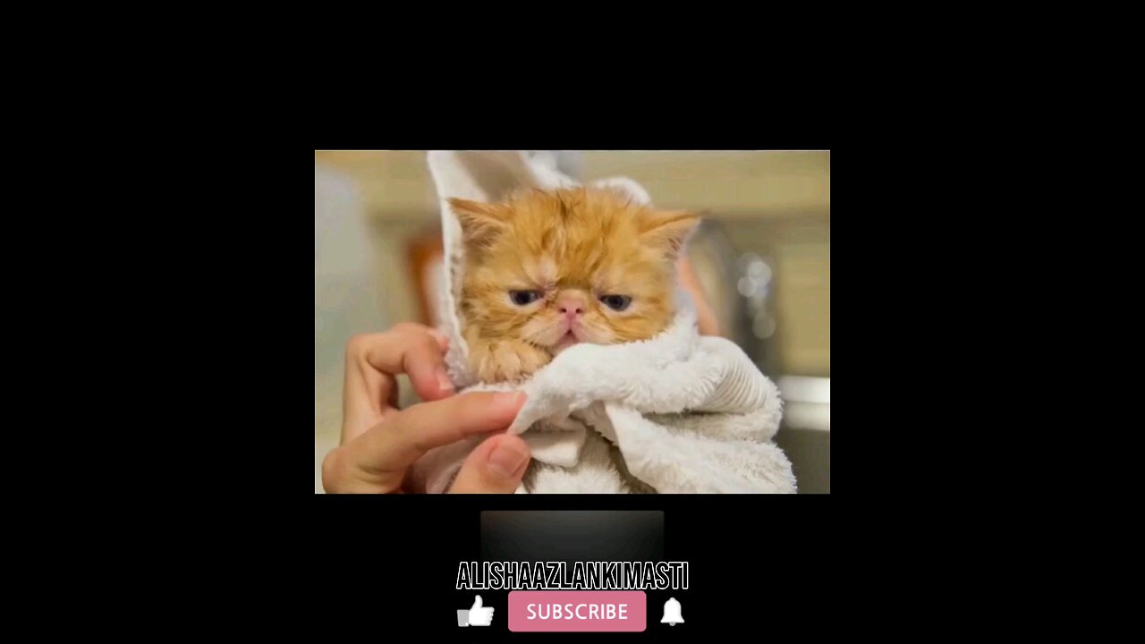 I miss u #cat #cats #catsagram #catlove #family #follow #viral #animal #hashtags #happy #satisfy