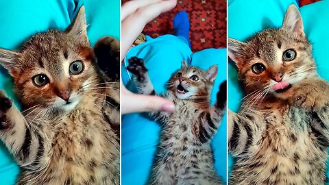 Cute kitten plays with my hand