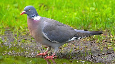 Busy Female Common Wood Pigeon Running Around