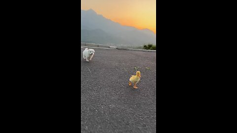 dog and bird injoy