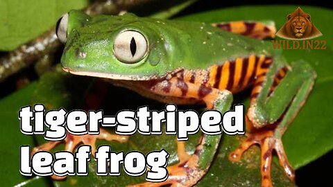 Tiger Striped Leaf Frog | Wildlife Documentary | Tropical Rainforest Frog | Species Nature Facts