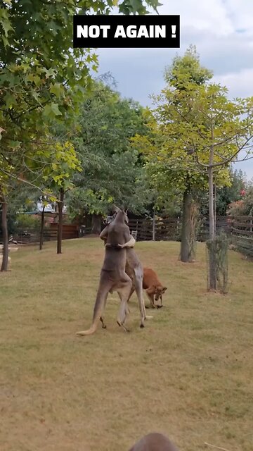 Kangaroo diaries only in Australia 🇦🇺