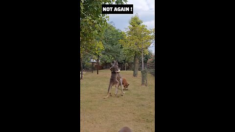 Kangaroo diaries only in Australia 🇦🇺