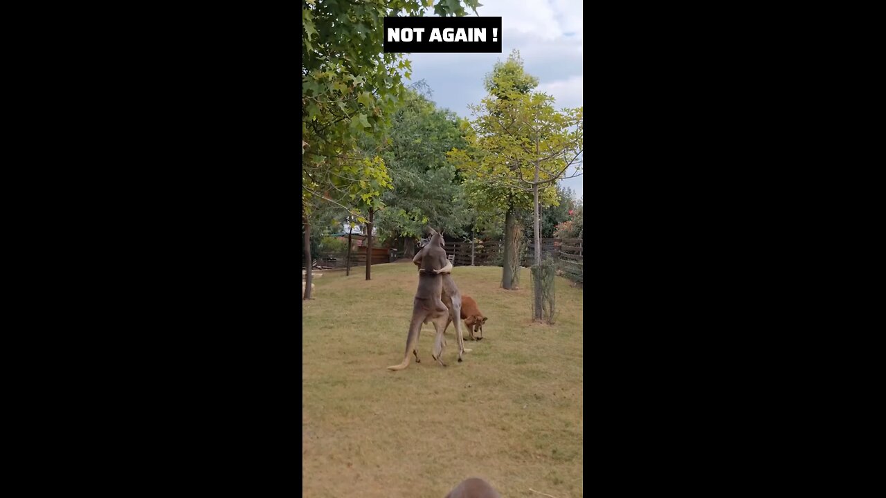 Kangaroo diaries only in Australia 🇦🇺