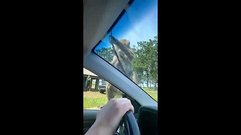 Love All Life Always #463 - Why So Shocked People? They Are, After All, Wild Animals!!