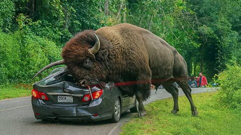 50 Incredible Animal Moments Caught on Camera | Wild & Funny Animal Compilation