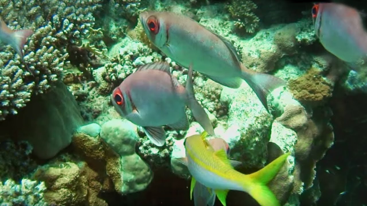 Incredible Life in the Red Sea Coral Reef