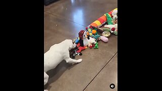 Love All Life Always #431 - Shelter Dogs Pick Out Their Toy...Merry Xmas, Lovely Fur Angels...