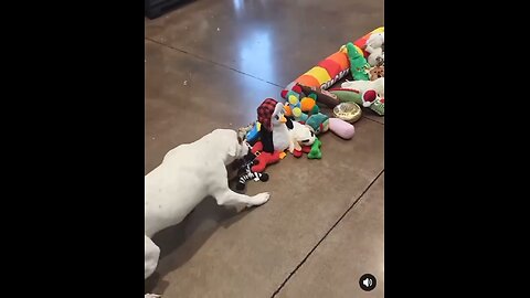 Love All Life Always #431 - Shelter Dogs Pick Out Their Toy...Merry Xmas, Lovely Fur Angels...