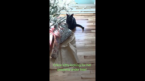 Chloe Kitty wondering where her presents are!