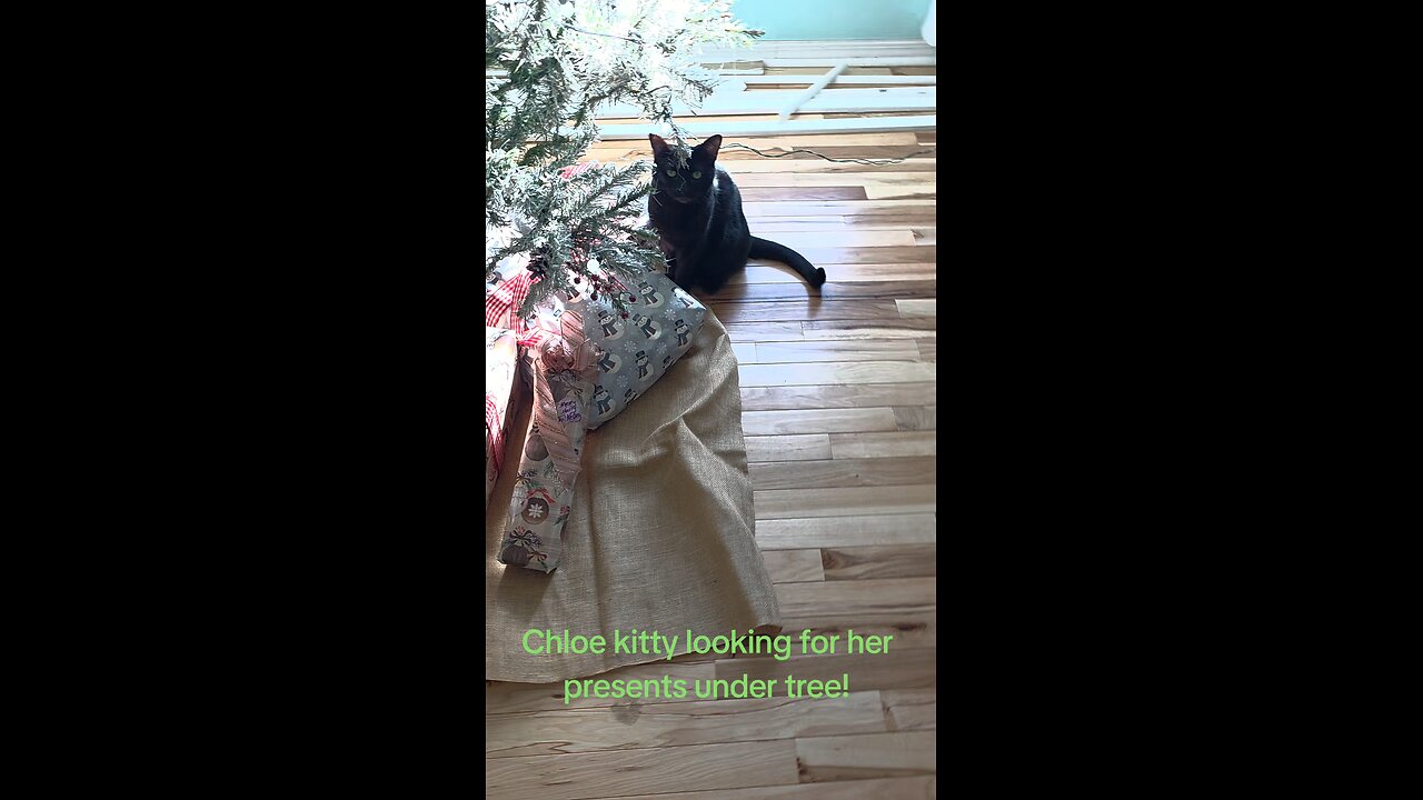 Chloe Kitty wondering where her presents are!