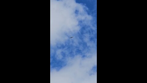 Hawk Circling Waaay up There