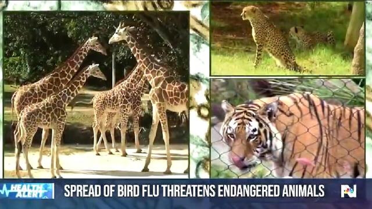 NOW THE ZOO ANIMALS THEY VACCINATED ARE ALL DYING. BUT THEY CALL IT BIRD FLU 🔥