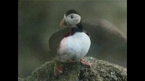 Puffins 1988