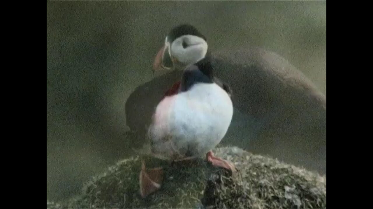 Puffins 1988
