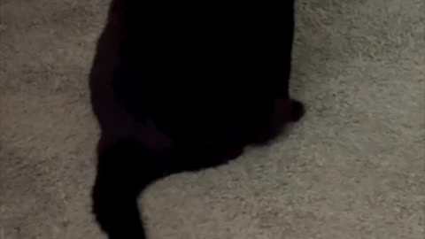 Cute Precious Piper is an Excellent Security Guard - My Adopted Shelter Cat Vlog. #shorts