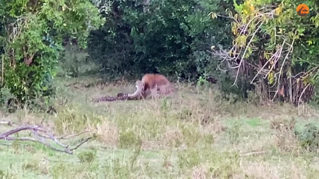 Leopard vs Python – Epic Battle for Survival in the Wild!