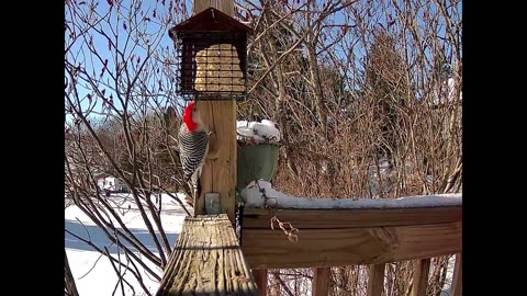 Bird Camera this afternoon 12/26