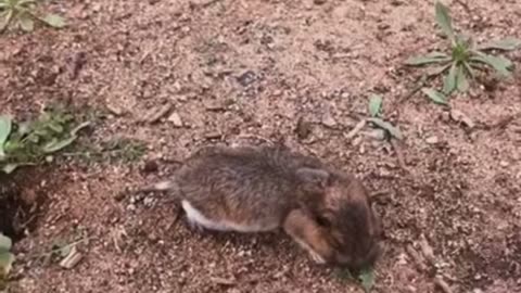 Curious 3-Year-Old Spots a Tiny Animal with Dad 🐭