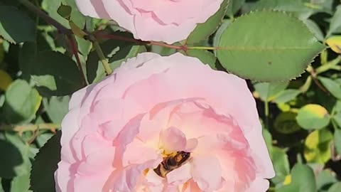 Bee Pollinating a Morden Blush Shrub Rose