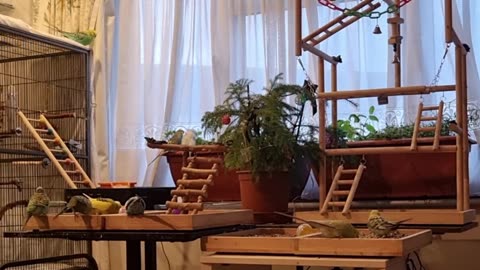 Afternoon Foraging session