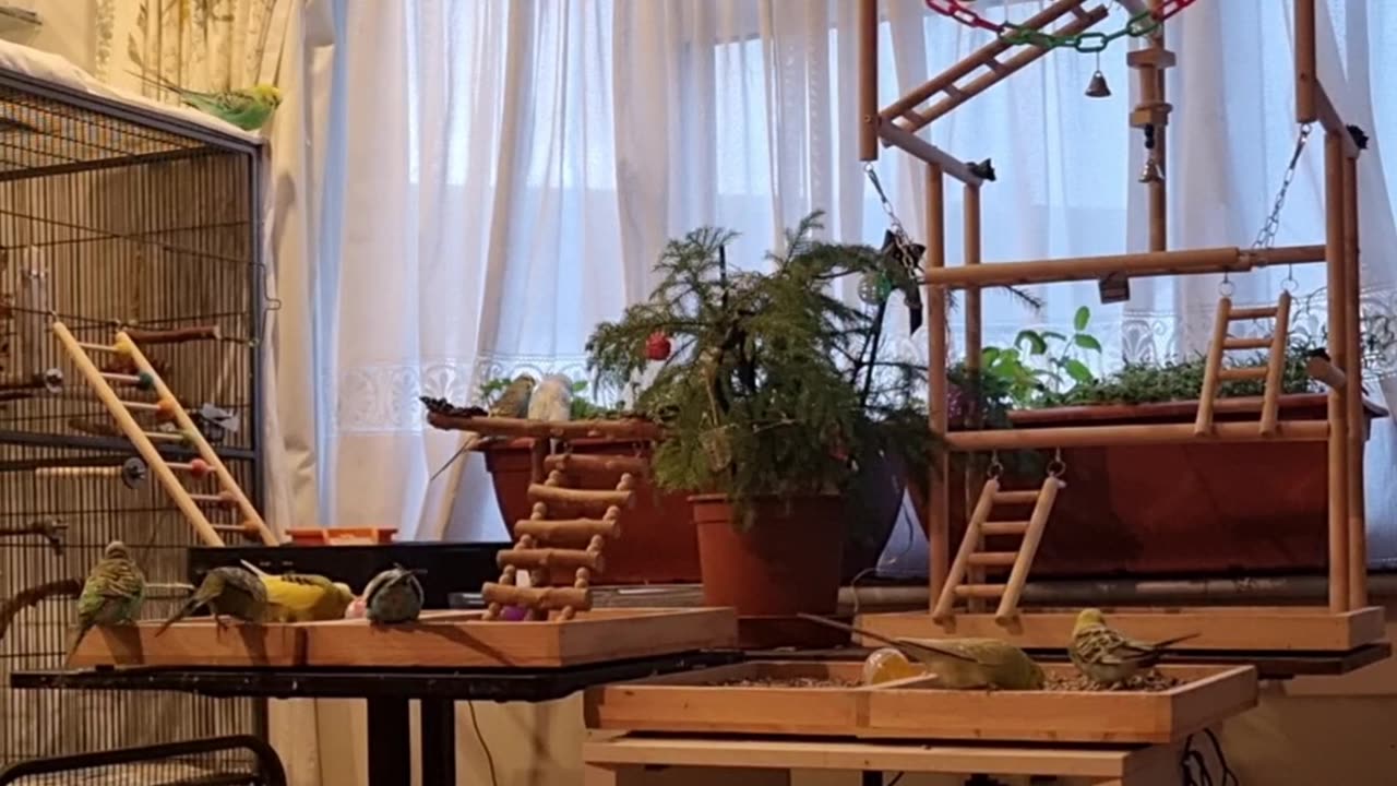 Afternoon Foraging session