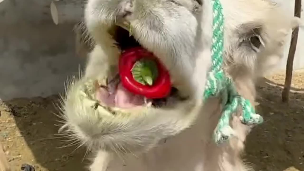 Tasty Treat "Camel Enjoying Bell Pepper"