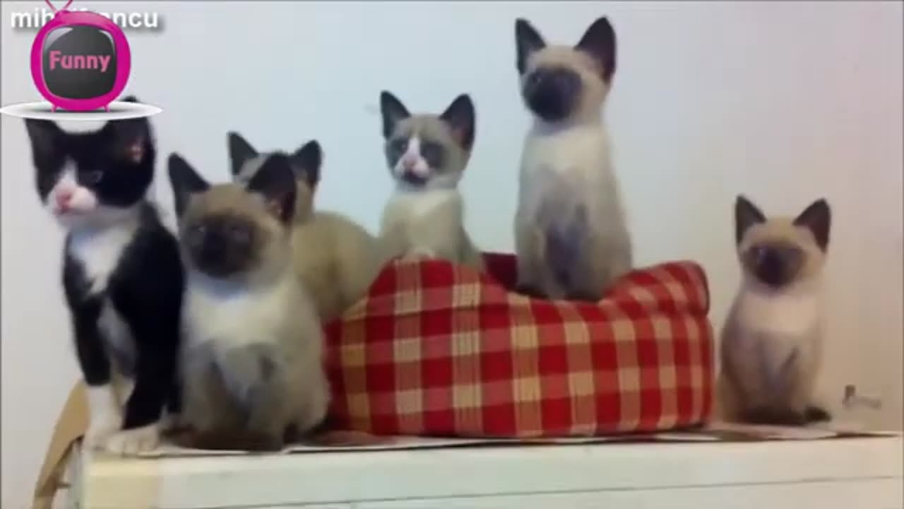 Funny Cats Compilation