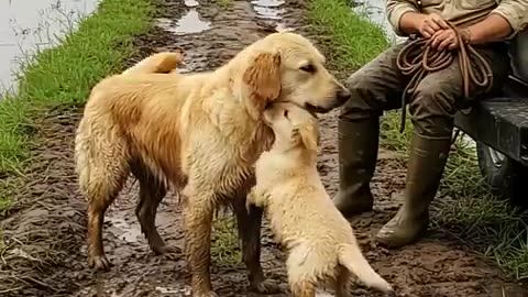 Puppy Saves His Mom from a Mud Pit with a Human’s Help