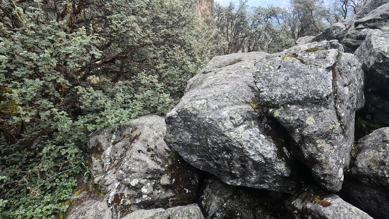 Exploring the forest around Churup Lagoon (Huaraz)